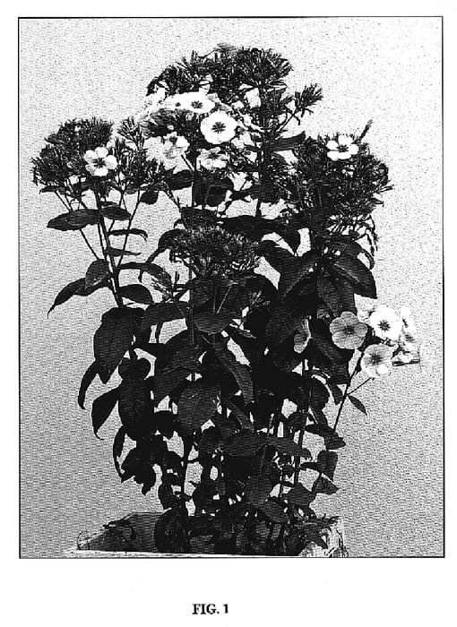 Figure 1 of US plant patent PP19813, the photograph of Swizzle printed in the patent.