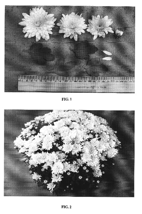 Figure 1 of US plant patent PP19814, the photograph of Grano Yellow printed in the patent.
