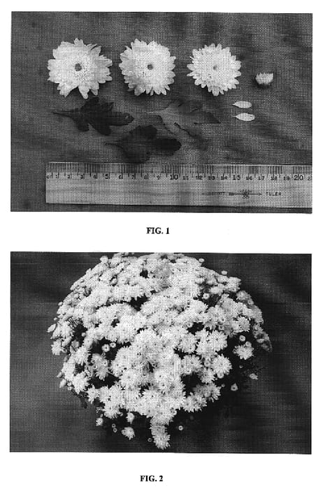 Figure 1 of US plant patent PP19815, the photograph of Grano White printed in the patent.
