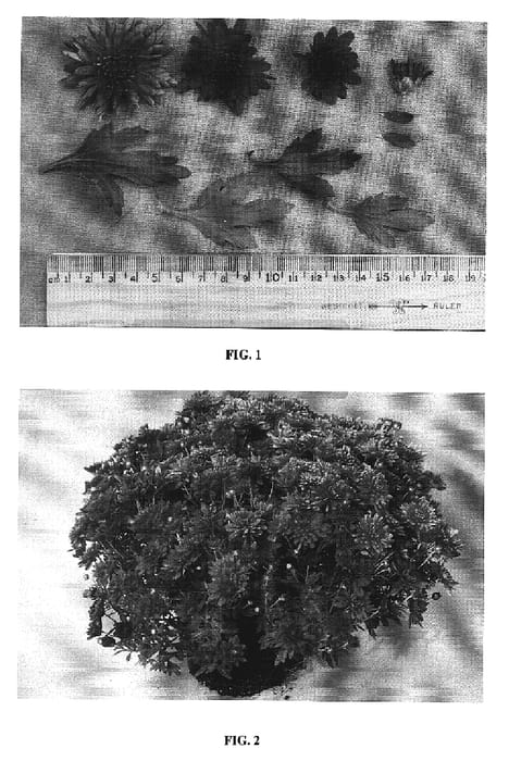Figure 1 of US plant patent PP19816, the photograph of Grano Red printed in the patent.