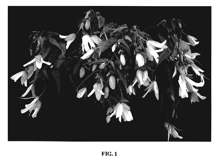 Figure 1 of US plant patent PP19817, the photograph of Yagance printed in the patent.