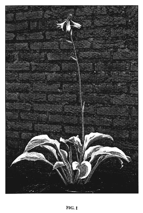 Figure 1 of US plant patent PP19818, the photograph of Regal Supreme printed in the patent.