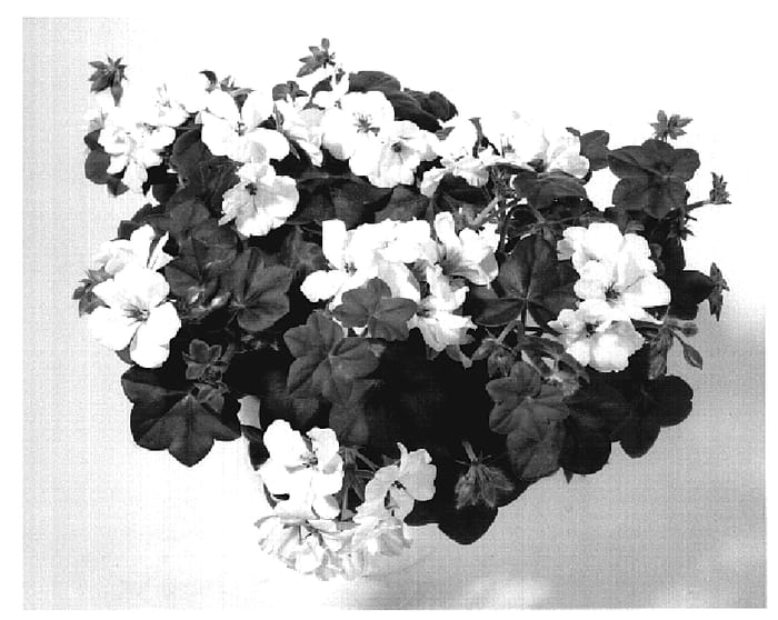 Figure 1 of US plant patent PP19819, the photograph of KLEPP07195 printed in the patent.
