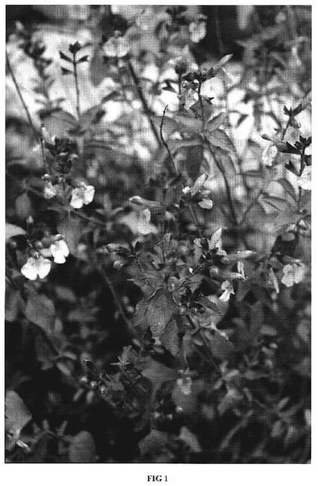 Figure 1 of US plant patent PP19820, the photograph of Dancing Dolls printed in the patent.