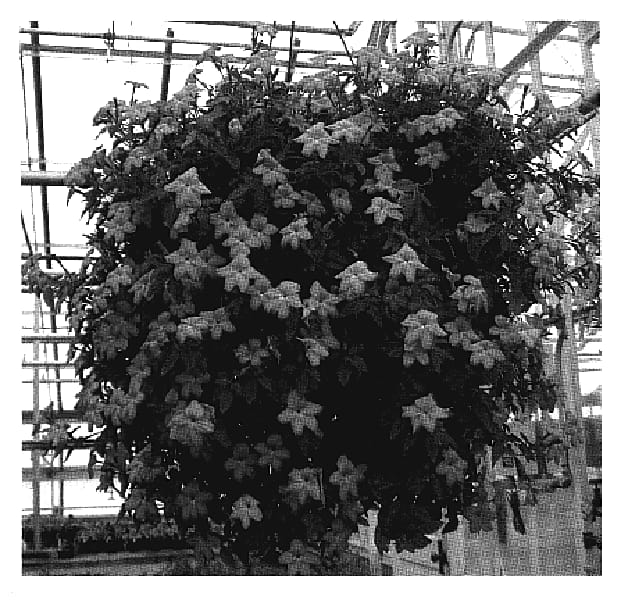 Figure 1 of US plant patent PP19821, the photograph of UNHBR15 printed in the patent.