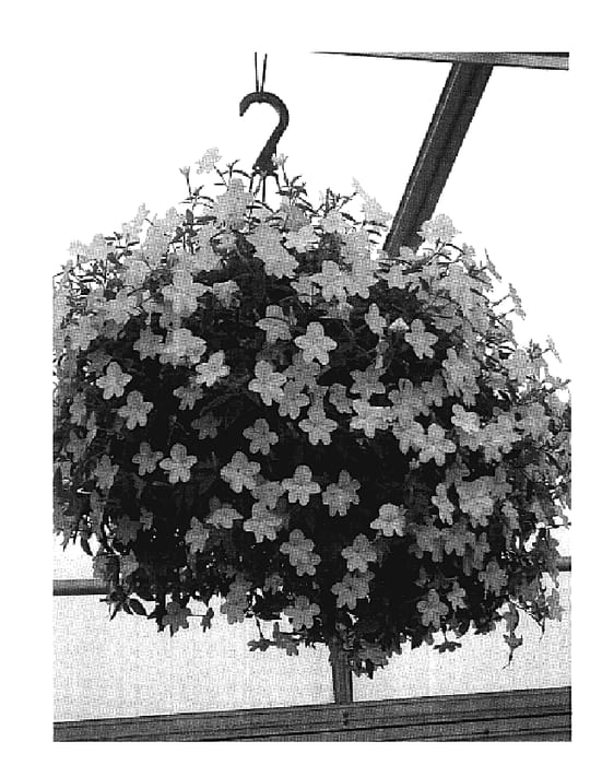 Figure 1 of US plant patent PP19822, the photograph of UNHBR18 printed in the patent.