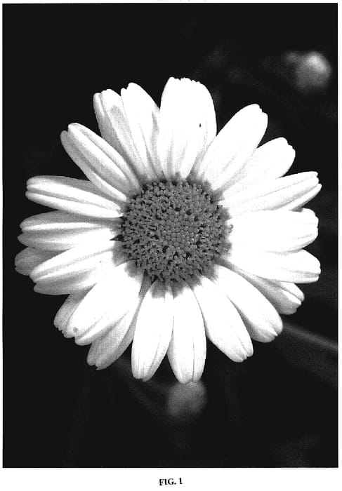 Figure 1 of US plant patent PP19823, the photograph of Sascot Whit printed in the patent.