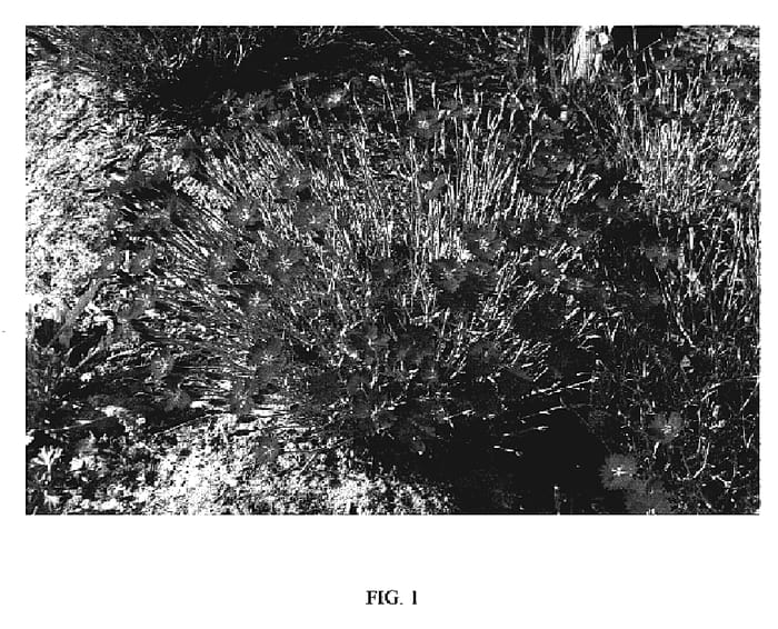 Figure 1 of US plant patent PP19824, the photograph of Wicked Witch printed in the patent.