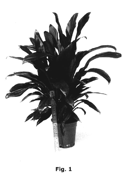 Figure 1 of US plant patent PP19825, the photograph of BRA01 printed in the patent.