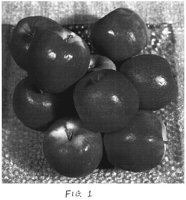 Figure 1 of US plant patent PP19826, the photograph of Lady Laura printed in the patent.