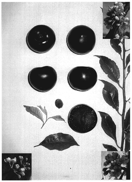 Figure 1 of US plant patent PP19827, the photograph of Blackred II printed in the patent.