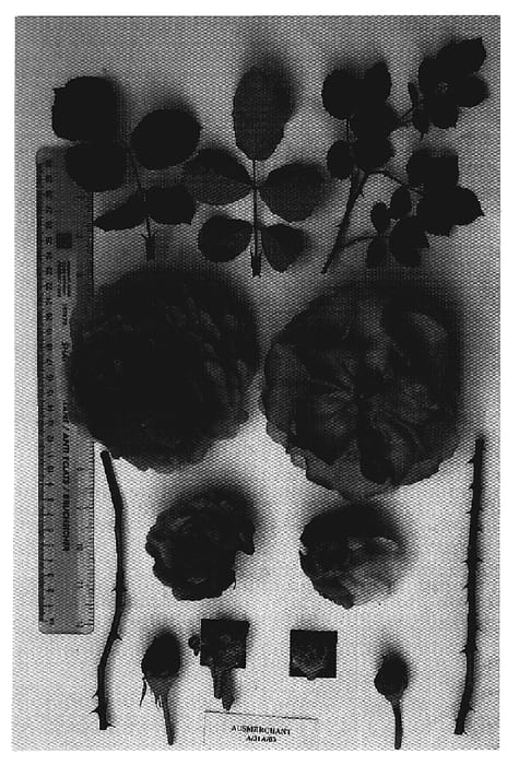 Figure 1 of US plant patent PP19828, the photograph of AUSmerchant printed in the patent.