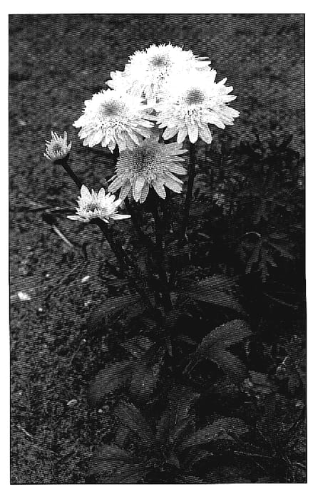 Figure 1 of US plant patent PP19829, the photograph of Sante printed in the patent.