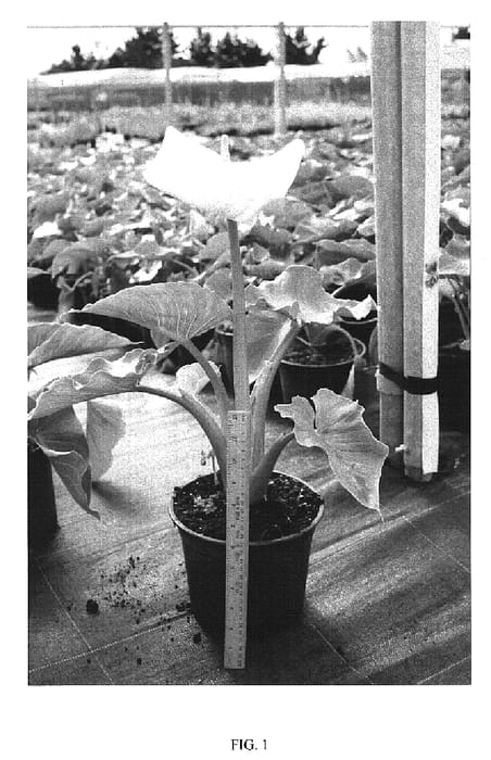Figure 1 of US plant patent PP19830, the photograph of Snow white printed in the patent.