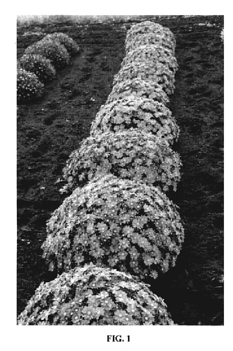 Figure 1 of US plant patent PP19831, the photograph of 00-100-382 printed in the patent.