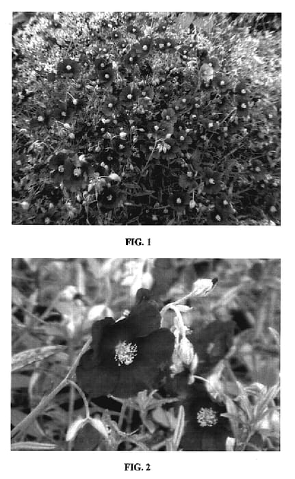 Figure 1 of US plant patent PP19832, the photograph of Maxross printed in the patent.