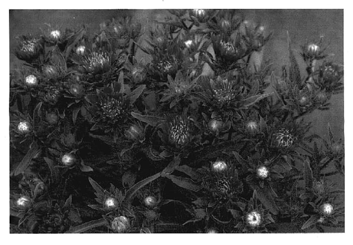 Figure 1 of US plant patent PP19833, the photograph of Purple Pixie printed in the patent.