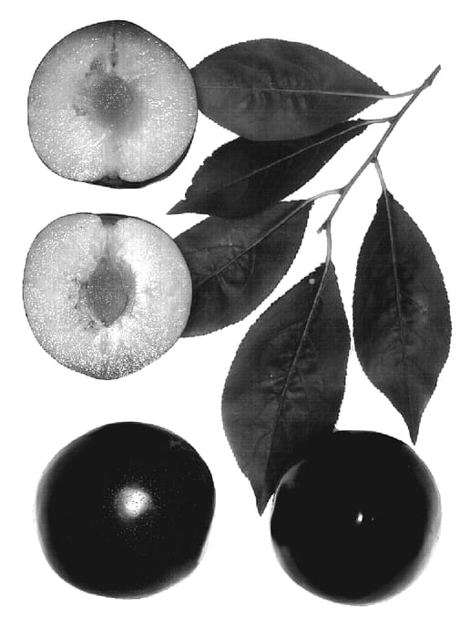 Figure 1 of US plant patent PP19834, the photograph of Gypzee printed in the patent.