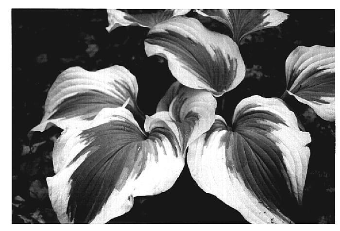 Figure 1 of US plant patent PP19835, the photograph of Silk Road printed in the patent.