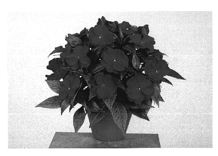 Figure 1 of US plant patent PP19836, the photograph of Fisupnic Kirmag printed in the patent.