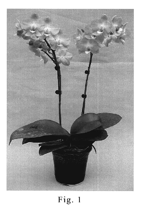 Figure 1 of US plant patent PP19837, the photograph of SOGO F1016 printed in the patent.