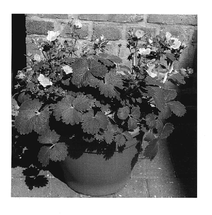Figure 1 of US plant patent PP19838, the photograph of Yellow Sunrise printed in the patent.