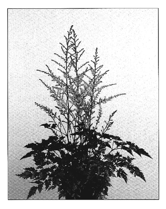 Figure 1 of US plant patent PP19839, the photograph of Delft Lace printed in the patent.