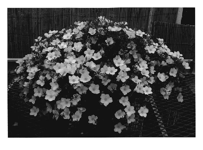 Figure 1 of US plant patent PP19840, the photograph of KLENC06134 printed in the patent.