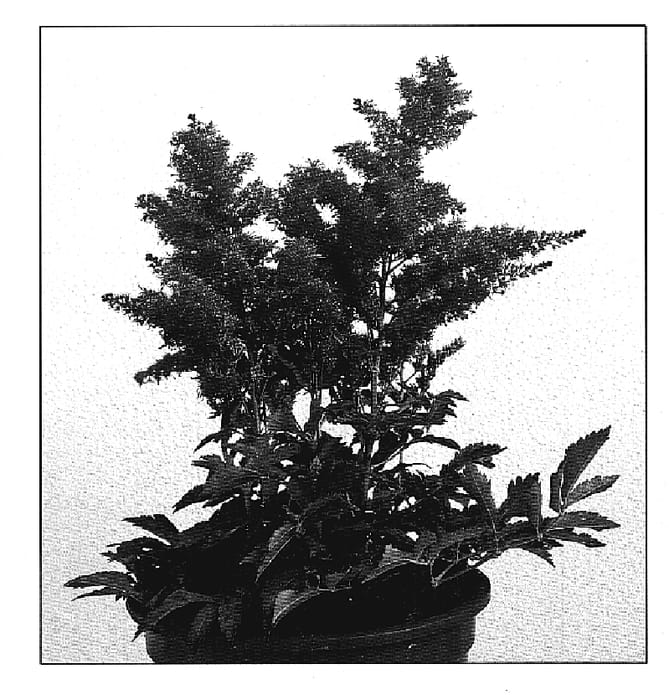 Figure 1 of US plant patent PP19841, the photograph of Verspink printed in the patent.