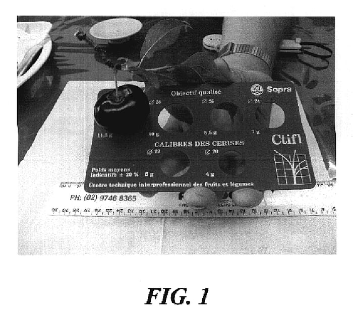 Figure 1 of US plant patent PP19842, the photograph of Nadia printed in the patent.