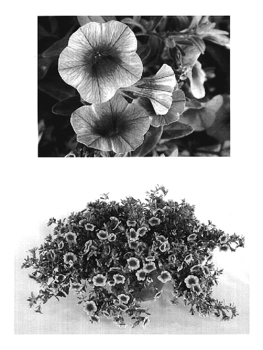 Figure 1 of US plant patent PP19843, the photograph of USCAL1413-8 printed in the patent.
