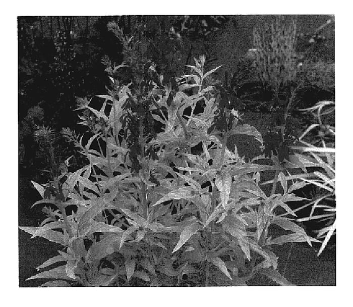 Figure 1 of US plant patent PP19844, the photograph of Golden Torch printed in the patent.