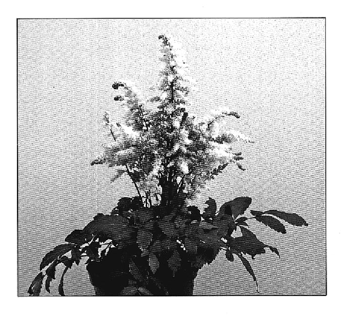 Figure 1 of US plant patent PP19845, the photograph of Verswhite printed in the patent.