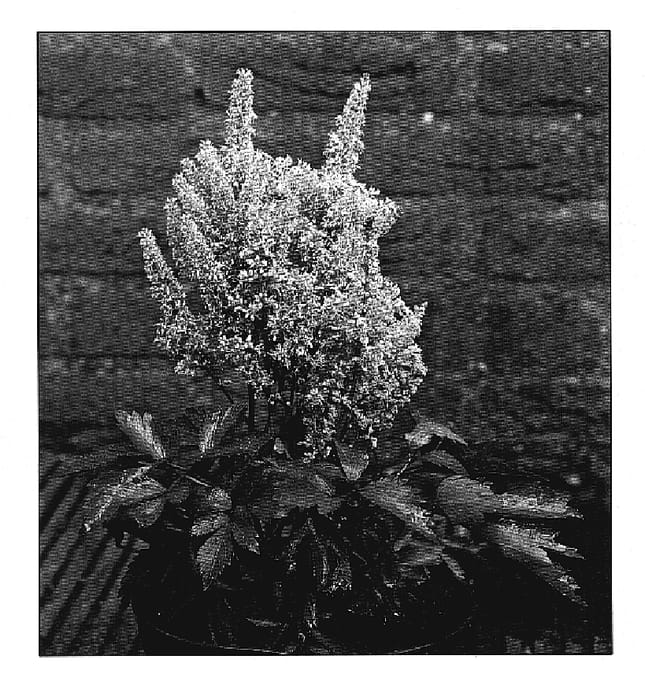 Figure 1 of US plant patent PP19846, the photograph of Verssalmon printed in the patent.