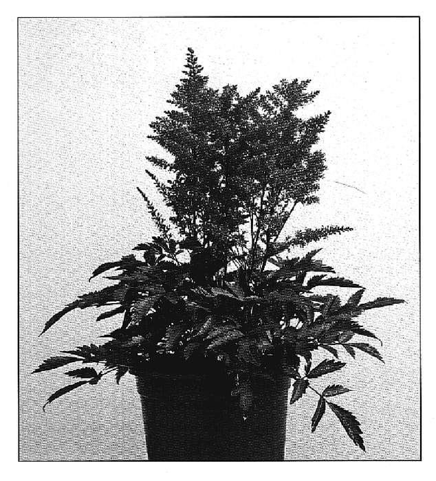 Figure 1 of US plant patent PP19847, the photograph of Verslilac printed in the patent.