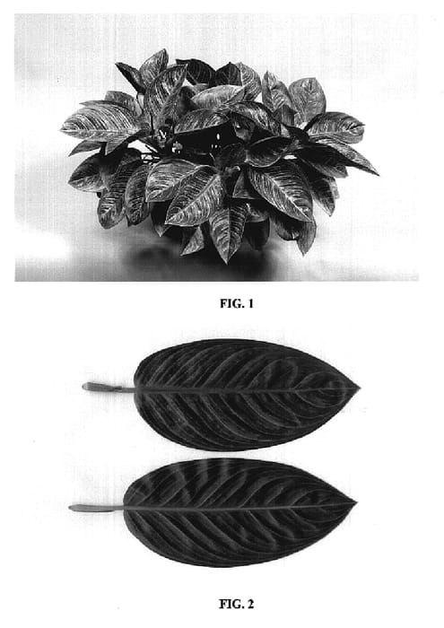 Figure 1 of US plant patent PP19848, the photograph of TWYAG0004 printed in the patent.