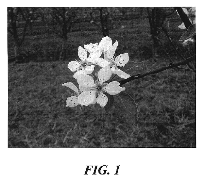 Figure 1 of US plant patent PP19849, the photograph of Todd printed in the patent.