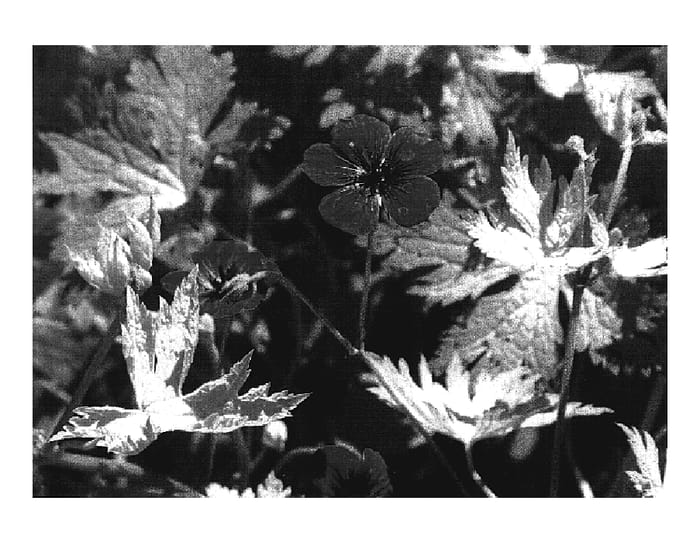 Figure 1 of US plant patent PP19850, the photograph of Sandrine printed in the patent.