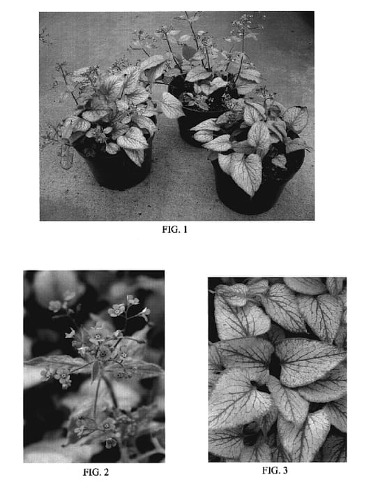 Figure 1 of US plant patent PP19851, the photograph of Silver Lining printed in the patent.