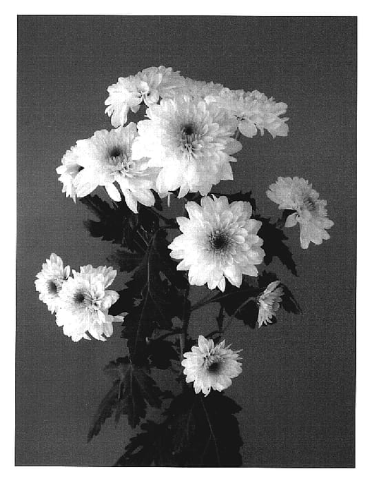 Figure 1 of US plant patent PP19852, the photograph of Dekromanov printed in the patent.