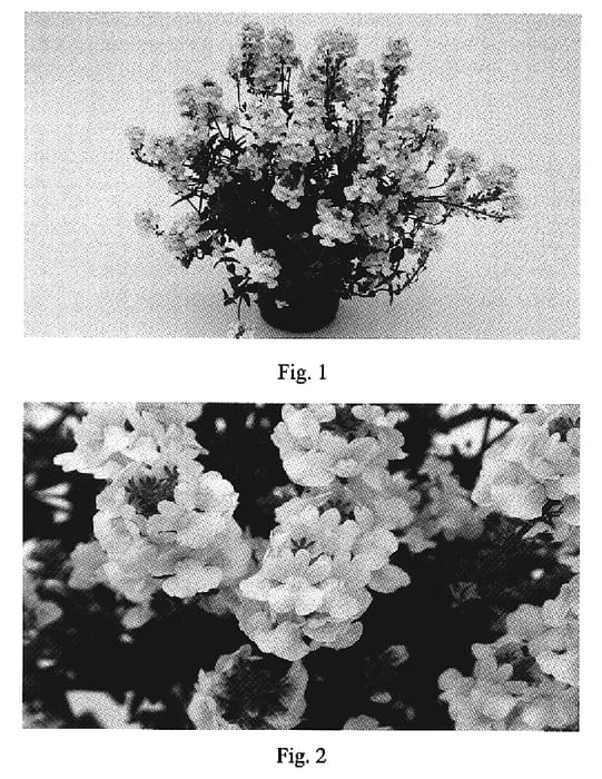 Figure 1 of US plant patent PP19853, the photograph of NAKNEM001 printed in the patent.