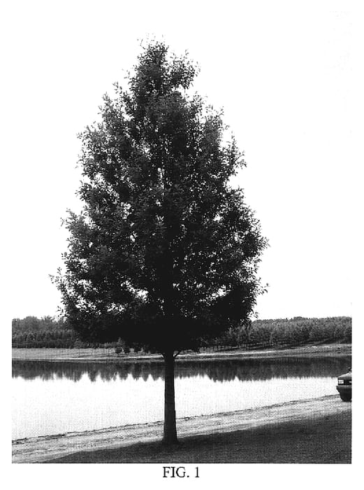 Figure 1 of US plant patent PP19854, the photograph of QSSTH printed in the patent.