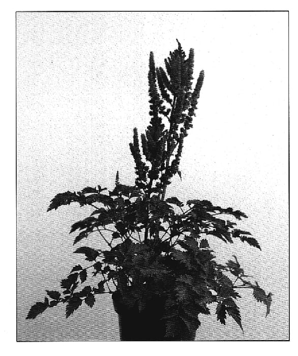 Figure 1 of US plant patent PP19855, the photograph of Valery printed in the patent.