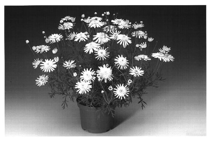 Figure 1 of US plant patent PP19856, the photograph of Argylem printed in the patent.