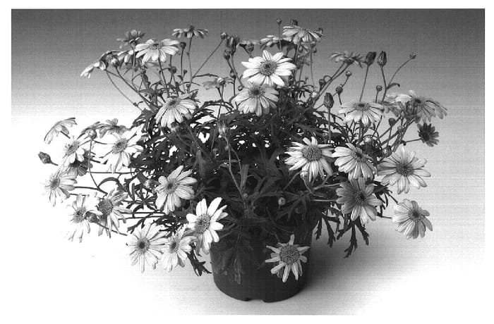 Figure 1 of US plant patent PP19857, the photograph of Argymip printed in the patent.