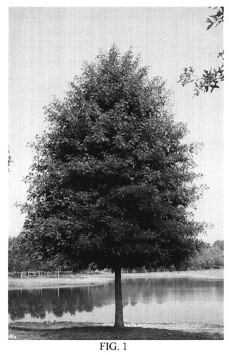 Figure 1 of US plant patent PP19858, the photograph of QNSTG printed in the patent.