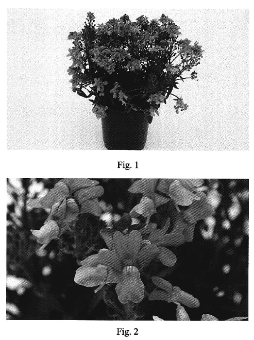Figure 1 of US plant patent PP19859, the photograph of Naknem002 printed in the patent.