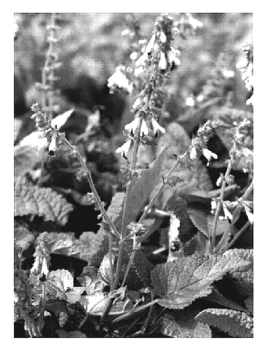 Figure 1 of US plant patent PP19860, the photograph of Blue Lips printed in the patent.