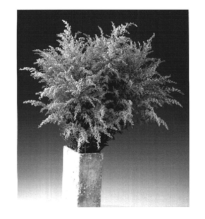 Figure 1 of US plant patent PP19861, the photograph of KLESH06001 printed in the patent.