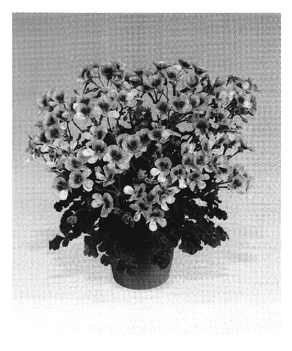 Figure 1 of US plant patent PP19862, the photograph of Paccrio printed in the patent.